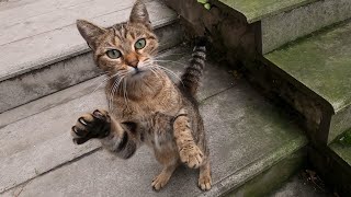 Cat politely asking for food