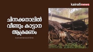 ചിന്നക്കനാലിൽ വീണ്ടും കാട്ടാന ആക്രമണം | Idukki | Chinnakanal | 301 colony