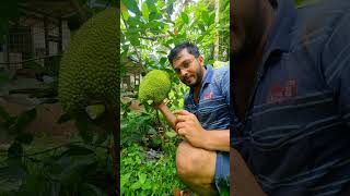 ഒരുവർഷം കൊണ്ട് കായച്ച ചക്ക /One Year Jackfruit/#ayurjack