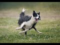 Funniest Animal/Pets Moments 2024 🤣-😅 BEST Animal Videos Of The Week!