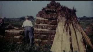 Wicken Fen Cambridgeshire, 1959 - Film 95789