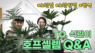 🙄 호프셀렘 키우기 쉬운 식물 맞나?! 🌱식린이에게 드리는 셀렘 키우기의 모든 것ㅣselloum