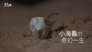 小海龜是如何誕生？珍貴破殼畫面獨家曝光！前進望安島一起參與小海龜的奇幻一生！《大洋的召喚》番外篇_4K SDR｜舒夢蘭