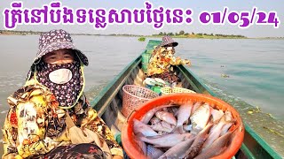 បឹងទន្លេសាបរដូវនេះ មិនសូវសម្បូរត្រីល្អៗទេ || Freshwater Fish Market KH [Ep. 355]