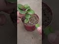 Kalanchoe propagates from cuttings