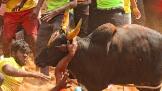 கடம்பூர் வீரா குரூப்ஸ் ரவி,ன் காரி (அலப்பறையா வரான் வாடிக்கு) வாடி to கலெக்சன் பாயின்ட் வரை...