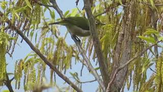 【鳴き声】メジロの地鳴き(Zosterops japonicus)