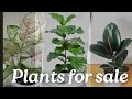 air purifying indoor plants for sale/Lins diary