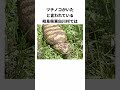 【uma】ツチノコについての雑学【未確認生物】 shorts