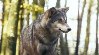 Wolf,wolves inspire both adoration and controversy around the world.