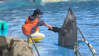 イルカパフォーマンス10:30〜　名古屋港水族館2019.10.27