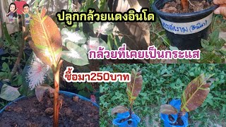 ปลูกต้นกล้วยแดงอินโดปลูกไว้เอาไปทำกระทงค่ะ🌱#ปลาหลี่108อาชีพ