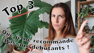 Je te déconseille de choisir ces plantes : spécial débutants !