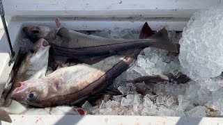 Haddock Fishing in Maine on FV 'Miles Away' May 18 2021