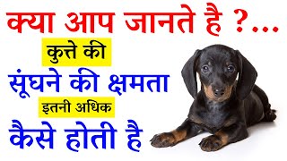 क्या आप जानते है ?... कुत्ते की सूंघने की क्षमता इतनी अधिक कैसे होती है | Amazing Facts About Dog