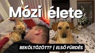 BEKÖLTÖZÖTT A KISKUTYA IS? | MÓZI ÉLETE