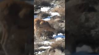 برای خیلیا سؤال بود که حیوانات در زمستان و یخبندان چگونه آب شان را تأمین میکنند #wildlife #محیط_زیست