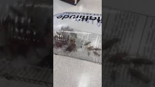 This is What 36 Crickets from PetSmart in a Bag Look Like