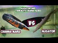 CAMPUR LAGI CHANNA MARU VS ALIGATOR GIMANA JADINYA?