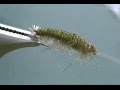 Hydropsyche Caddis Larva fly tying video by Shane Stalcup