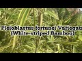 clumping pleioblastus fortunei variegata white striped bamboo