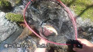 根尾川水系 毛ばり釣りリベンジ①