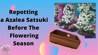 Azalea Satsuki| Repotting a Azalea Before Flowering Season, Importante Things To Know