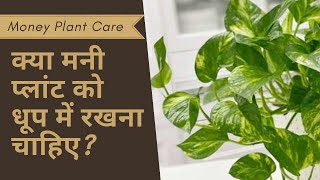 #Money #Plant #Care: क्या मनी प्लांट को धूप में रखना चाहिए?