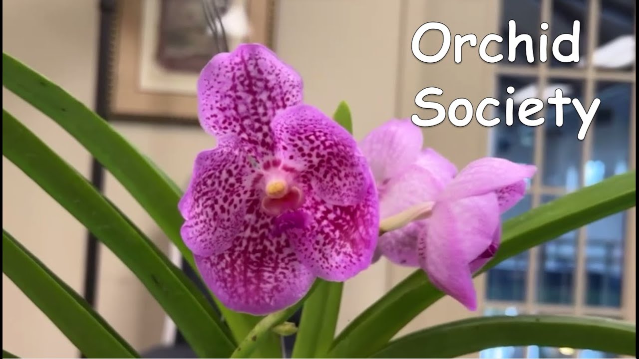 Join Your Local Orchid Society | Where You Can Learn How To Grow ...