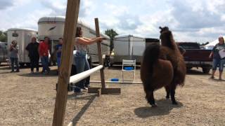 Video: Leaping lamas at the Washtenaw County 4-H Youth Show