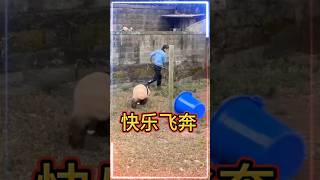 🏃‍♂️快乐飞奔！🐼渝可渝爱 #大熊猫 #cute funny panda