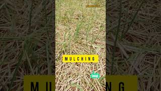 mulching crops | भूमि में नमी रोकने के लिए मल्चिंग करे | mulching |#mulching #viral  #shortvideos