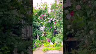 Erin’s Rose Garden Style-9療癒系列玫瑰花園造景#バラ #shorts #rose #玫瑰