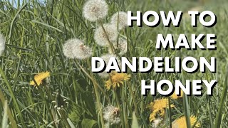 How to Make Dandelion Honey