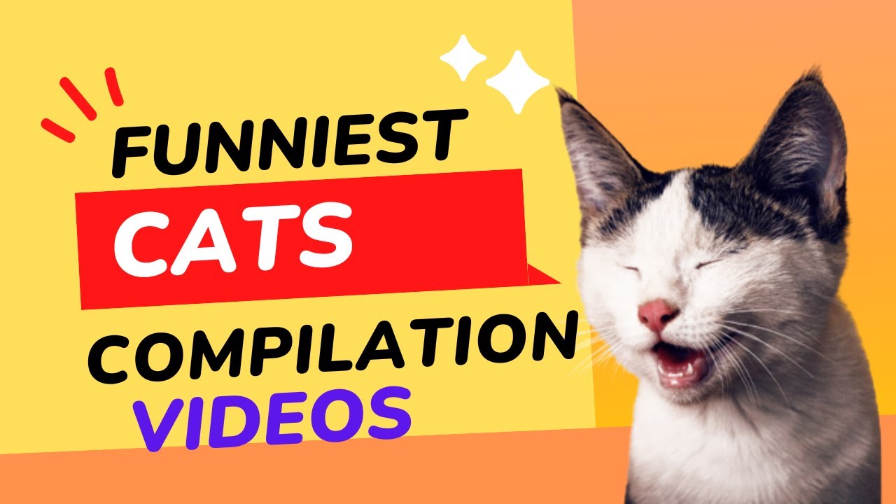 Aww So Funny Super Dogs And Cats Reaction Videos Cat Dog Youtube