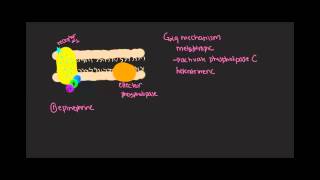 Gq mechanism: G-protein coupled receptors