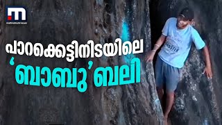 പാറക്കെട്ടിനിടയിൽ പതറാതെയിരുന്ന ബാബു ഇനി 'ബാബുബലി' | Mathrubhumi News