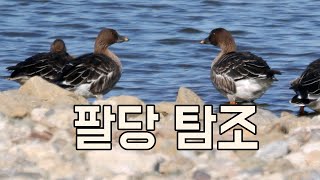 (팔당탐조) 12월 1일 팔당댐~팔당대교 남단 ㅣ하남 고니학교ㅣbirdwatchingㅣHan River, Korea