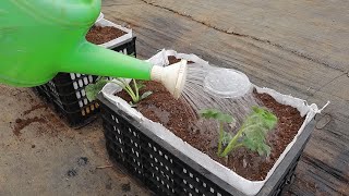 种植草莓的过程/月季扦插的方法/The process of growing strawberries/The method of cutting rose