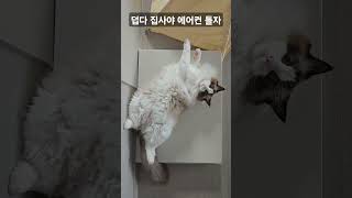 원래 고양이들은 다 배까고 눕는거죠? #고양이 #랙돌 #cuteanimal #cat #ragdollkittens #cutecat #고양이쇼츠 #고양이일상 #catcute