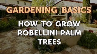 How to Grow Robellini Palm Trees