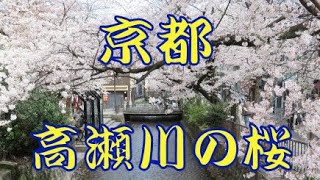 京都の高瀬川の桜風景です。