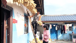 这几天小弟拉作真的收玉米太累了，还好姐姐@xuanyacunxiaohua 她们来帮忙了，收完下午又去奔丧了【凉山小弟】