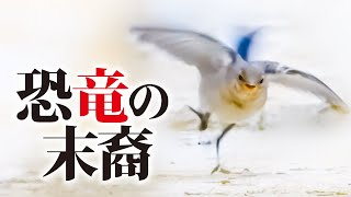 0609C②【捕食が恐竜】雛が巣立って狩りの練習ハクセキレイ。親鳥餌やり、わざと置き去り？【野鳥撮影の日記と観察、解説】