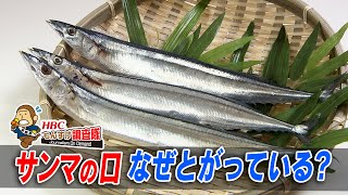 もんすけ調査隊「サンマの口はなぜとんがっている？」2020年10月23日放送