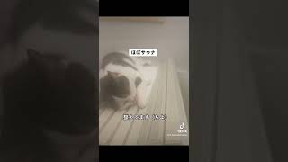 【猫動画】夜のルーティン、お風呂で整える意識高めな猫　#shorts #猫