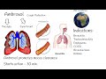 Ambroxol - Uses, mechanism of action.  Most popular cough medication?