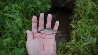 山すその水路で小物釣り2