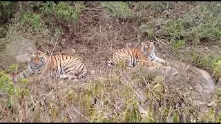 two tigers yang male and female ek shath dekhe sariska national park #viralvideo #wildlife