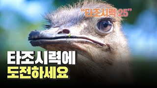 이게 바로 보이면 타조시력입니다.